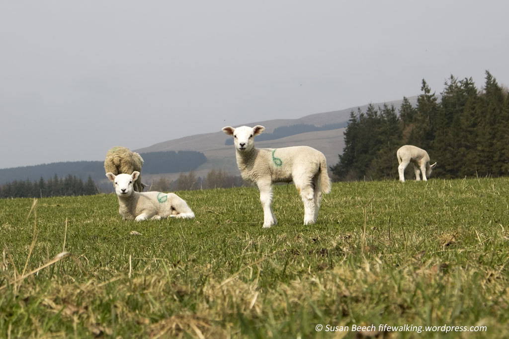 Lambs, Crook of Devon