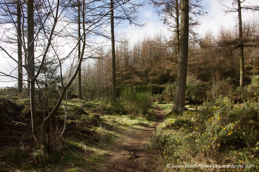 Pitmedden Forest, Fife